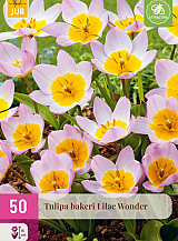 X 50 TULIPA BAKERI LILAC WONDER