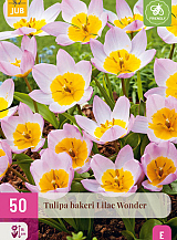 X 50 TULIPA BAKERI LILAC WONDER