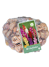 X 60 GLADIOLUS MIX IN NETLON