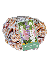 X 60 GLADIOLUS PASTEL IN NETLON