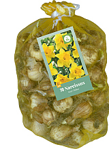 X   70 NARCISSUS GEEL