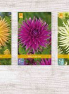 X  75 DAHLIA CACTUS - A