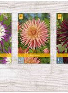 X  75 DAHLIA CACTUS - B
