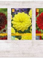 X  75 DAHLIA DECORATIEF - A