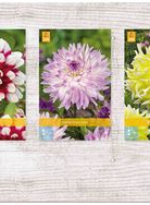 X  75 DAHLIA DECORATIEF - B