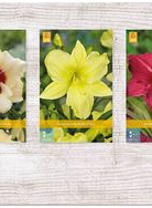X  75 HEMEROCALLIS KLEINBLOEMIG