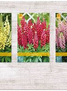 X  75 LUPINUS