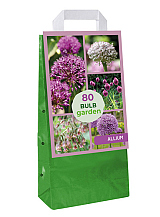 X  1 TAS 80 BULB GARDEN ALLIUM