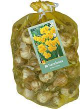 X   80 NARCISSUS BOTANISCH GEEL