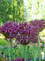 X 100 ALLIUM ATROPURPUREUM