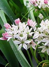 X 100 ALLIUM CAMELEON