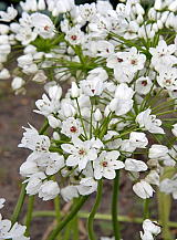 X 100 ALLIUM COWANII