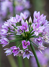 X 100 ALLIUM EROS