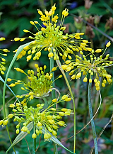 X 100 ALLIUM FLAVUM