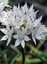 X 100 ALLIUM GRACEFUL BEAUTY