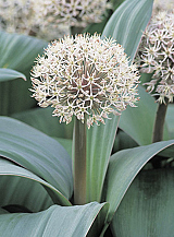 X 100 ALLIUM KARATAVIENSE