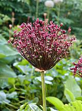 X 100 ALLIUM MAGIC