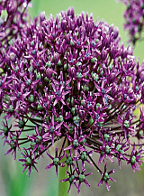 X 100 ALLIUM MIAMI