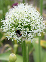X 100 ALLIUM MOUNT EVEREST