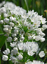 X 100 ALLIUM NEAPOLITANUM
