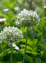 X 100 ALLIUM NIGRUM (MULTIBULBOSUM)