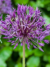 X 100 ALLIUM PURPLE RAIN
