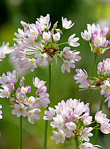 X 100 ALLIUM ROSEUM