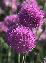 X 100 ALLIUM ROSY DREAM