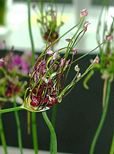 X 100 ALLIUM SCORODOPRASUM ART