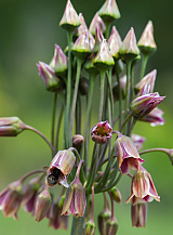 X 100 ALLIUM SICULUM