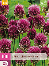 X 100 ALLIUM SPHAEROCEPHALON