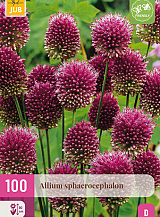 X 100 ALLIUM SPHAEROCEPHALON