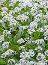 X 100 ALLIUM URSINUM