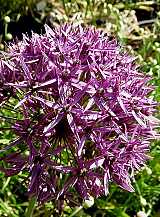X 100 ALLIUM VIOLET BEAUTY