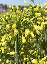 X 100 ALLIUM YELLOW FANTASY