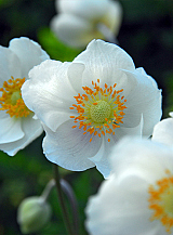X 100 ANEMONE CORONARIA BRIDE