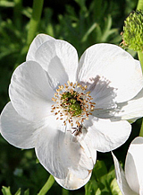 X 100 ANEMONE CORONARIA BRIDE