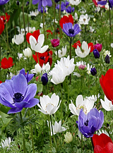 X 100 ANEMONE CORONARIA DE CAEN GEMENGD