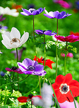 X 100 ANEMONE CORONARIA DE CAEN MIX