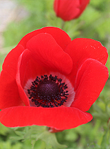 X 100 ANEMONE CORONARIA HOLLANDIA