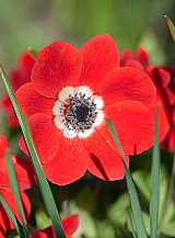 X 100 ANEMONE CORONARIA HOLLANDIA