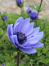 X 100 ANEMONE CORONARIA MR. FOKKER