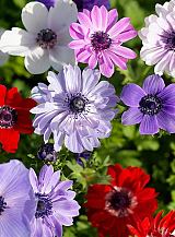 X 100 ANEMONE CORONARIA ST. BRIGID GEMENGD