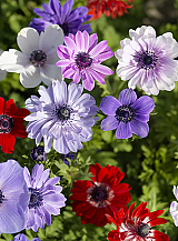X 100 ANEMONE CORONARIA ST BRIGID