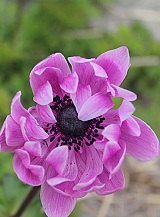 X 100 ANEMONE CORONARIA SYLPHIDE