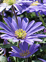 X 100 ANEMONE SPECIES BLANDA BLUE SHADES