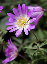X 100 ANEMONE SPECIES BLANDA CHARMER