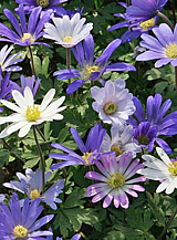 X 100 ANEMONE SPECIES BLANDA GEMENGD