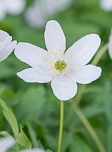 X 100 ANEMONE SPECIES NEMOROSA