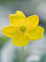 X 100 ANEMONE SPECIES RANUNCULOIDES